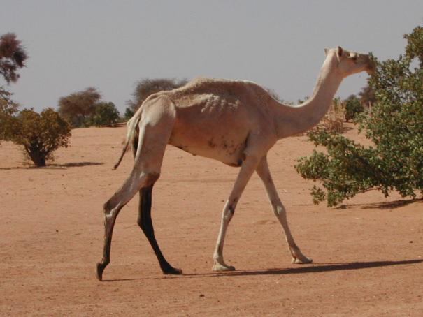camel livestock is the main agricultural wealth - desert countries