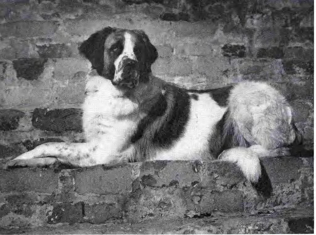 Harold Jarvis First Saint Bernard to Earn a Qualifying Score in Obedience - January 22, 1938