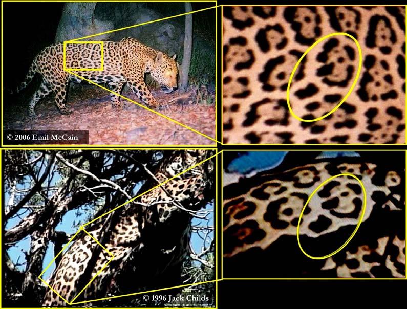McCain. jaguars in this desert environment. Our trail cameras photographed our first jaguar in December 2001. The Jag Team s Scientific Advisory Group estimated that he was 3 to 5 years old.