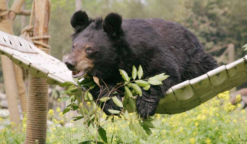 About Animals Asia Who we are Animals Asia is devoted to ending the barbaric practice of bear bile farming and improving the welfare of animals in China and Vietnam.