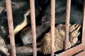 This cruel practice continues despite the availability of a large number of effective and affordable herbal and synthetic alternatives. Most farmed bears are kept in tiny cages.