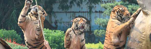 Captive Animal Welfare Animals in China s zoos and safari parks suffer a range of abuses. In many places, terrified cows, pigs and chickens are fed to lions and tigers as live prey for entertainment.