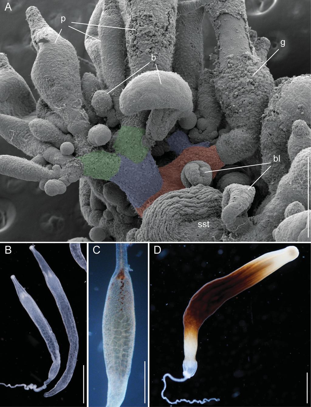 FIGURE 15. Apolemia rubriversa sp. nov. Palpons, gastrozooids and siphosomal organization of the holotype (A,C) and specimen D195 (B, D) (fixed tissue).