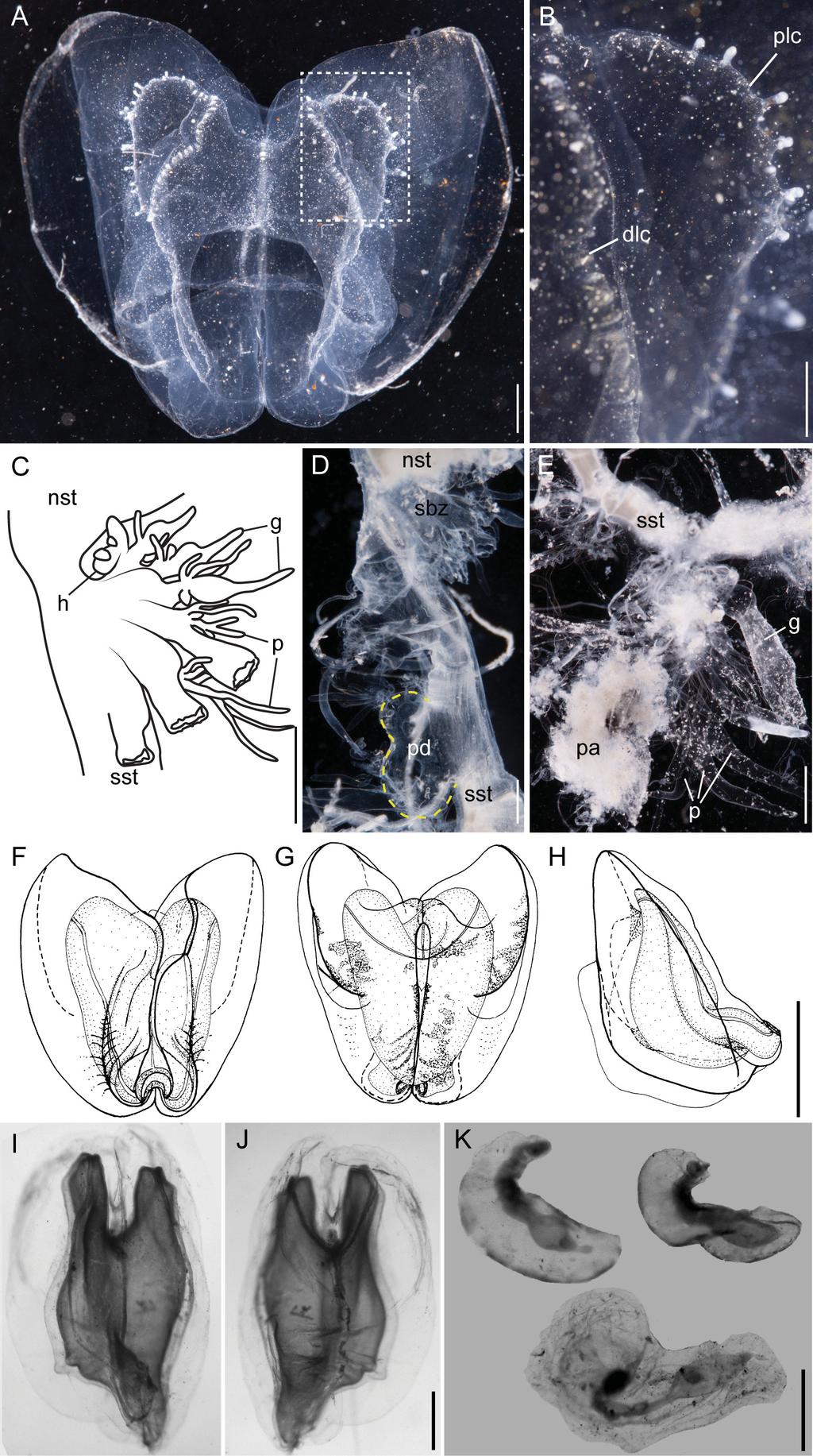 FIGURE 18. Characters of previously described Apolemia species. Apolemia uvaria (A E). (A) Mature nectophore, upper view. Scale bar 2 mm. (B) Close-up of region highlighted in (A).