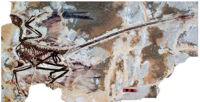 April 2003] Commentary 553 FIG. 1. Microraptor gui, a basal dromaeosaur with a head and feathered body and asymmetrical pennaceous flight feathers extending from its wings, legs, and tail (Xu et al.