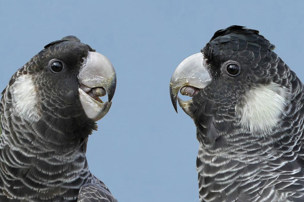 Baudin s and Carnaby s Black-Cockatoos Carnaby s Black-Cockatoo and Baudin s Black- Cockatoo are quite similar and are often mistaken for each other.