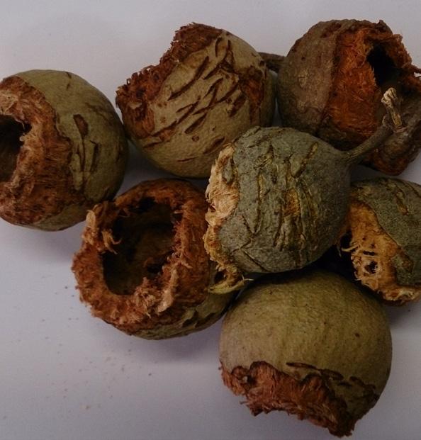 The long, fine bills of Baudin s can extract Marri seeds with minimal damage to the fruit, leaving small, curved marks from the lower mandible around the base of the fruit and only minor