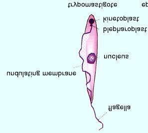 Kinetoplast located near the posterior end Flagellum is