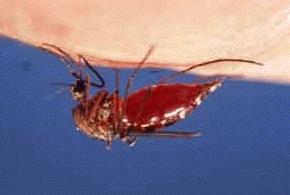 Malarias Apicomplexan - Plasmodium, Heamoproteus &
