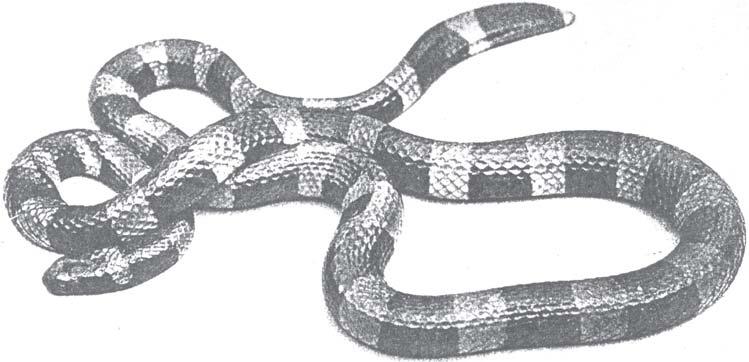 infected with Entonyssus asiaticus (Fain, 1961; IMR Annual Report 1975: pp.34-35; Stiller et al., 1977). More than a hundred specimens were collected from 4 of 14 snakes of N. chrysarga.