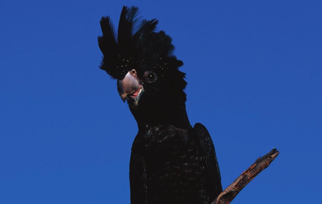 Species Fact Sheet: Black cockatoos Black cockatoos There are five species of black cockatoos in Australia red-tailed, glossy, yellow-tailed, Carnaby s and Baudin s black cockatoo.