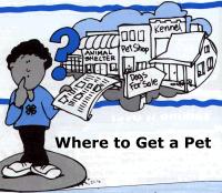 The best pet for our family scenario is: Activity 2 Decisions are not always easy to make. Sometimes there are no easy answers, or a simple right or wrong answer.
