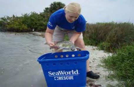 Sea Turtle Rehabilitation SeaWorld s History Since 1980,
