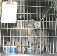 April 9, 2017 Miranda K. Workman, MS CABC, CBCC-KA, CPDT-KSA Shelter Cat or Sheltered Cat?