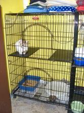 cat In cage enrichment, multi-cat Out of cage enrichment, single cat Out of cage