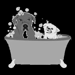 Bathing your dog Number the following steps in the order you would use to bathe your dog. (the first one is done for you) Keep your dog in a warm place until he is completely dry.