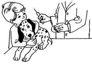 VETERINARY CARE A veterinarian is a special doctor for animals. What is the name and phone number of your veterinarian? Your dog needs regular veterinary visits for routine care.