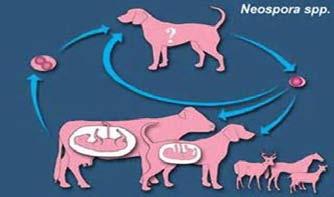 Dogs are definitive hosts Protozoa: Neospora caninum Abortion mid-gestation (4-6 th month), mummified fetus at 3 months, congenitally infected calves born weak or with neurologic deficits