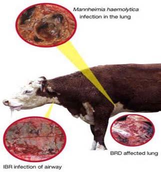Latent infections in nerve endings Cattle are principal reservoir