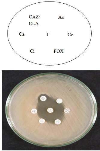 Ceftazidime and cefotaxime (1µg/ml through 512µg/ml) alone and in combination with clavulanic acid (4µg/ml) were used in MIC determination. E. coli (NCIM 2931) was used as an internal control.
