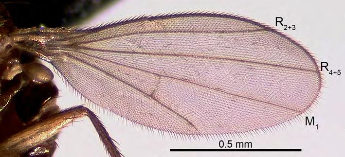 FIGURE 4. Haromyia iviei gen. nov. et sp nov., wing of male holotype. Female wing is identical to the male. FIGURE 5. Haromyia iviei gen. nov. et sp nov., male.