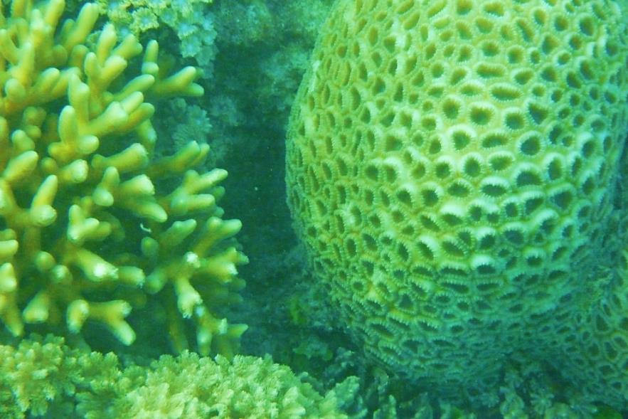 Corals require more chemical tweaking of your tank than do fish Heating and Cooling Your Saltwater Aquarium Saltwater aquariums are almost always stocked with tropical marine life (you can also have