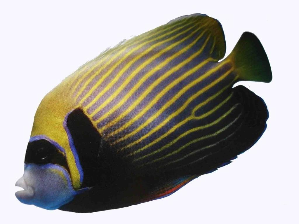 Big active fish like this Emperor Angelfish produce a LOT of nitrogenous waste!