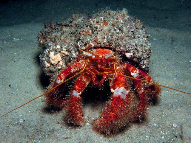 Here are some examples of popular clean up crew species to avoid or obtain and why: Crustaceans: Hermit crabs are good choices because they are true scavengers that feed on detritus and debris that