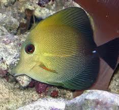 Brown Scopas Tang A well-researched and carefully selected clean-up crew can be of considerable benefit to the established saltwater aquarium system.