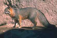 The public understands the important role that predators play in regulating abundant species of small mammals, and foxes have adapted to living in close proximity to people.