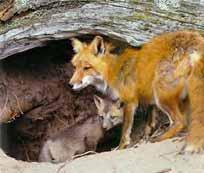 Life History: Range and Habitat: Red foxes are present in most of North America, except for the Southwest and the Rocky Mountains.