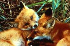 Red Fox Kits 2 Reproduction: Foxes form permanent pair bonds, and are mainly monogamous (this is not certain for gray foxes).