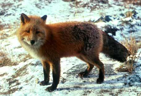 Regulatory Status: Neither the red nor the gray fox is endangered or threatened. In Rhode Island, foxes are classified as protected furbearers under Rhode Island General Law 20-16-1.