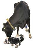 Behavioral Changes Around Calving and their Relationship to Transition Cow