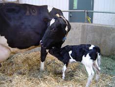 behavioral changes during transition (e.g. parturition, difficult calving?