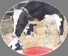 Feeding behavior Drinking behavior Feeding time (min/d) Decreased ~ 25 min after calving Drinking time (min/d) Time spent drinking increased 58% from day 2 to day 9 after calving Day relative to