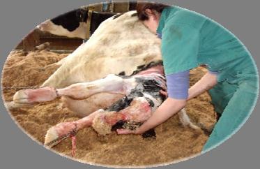 Cows with difficult calvings eat less before parturition than cows requiring no assistance 18 16 14 12 1 8 6 4 2 Unassisted -48-24 24 48 Hourly period relative to calving Proudfoot et al. 29 J.