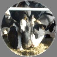 9:3349-3354 Cows spend about half their time lying down - but this time is synchronized r r % Cows co