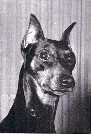 In spite of the fact she was a Min Pin, when bred to the other Min Pins, the offspring were registered as German Pinscher.