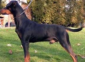 Adding to the gene pool The black Doberman bitch Evi Von Den Edeltanne was bred to bred to the German Pinscher Fips Vom Nordkristall late 1989 with the intent on increasing size in the German