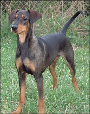 Pinscher-Schnauzer This F3 (above) of the 1998 mating, when bred, will produce what is considered to be pure German Pinschers. Note the grizzling in colour and what is clearly not black.