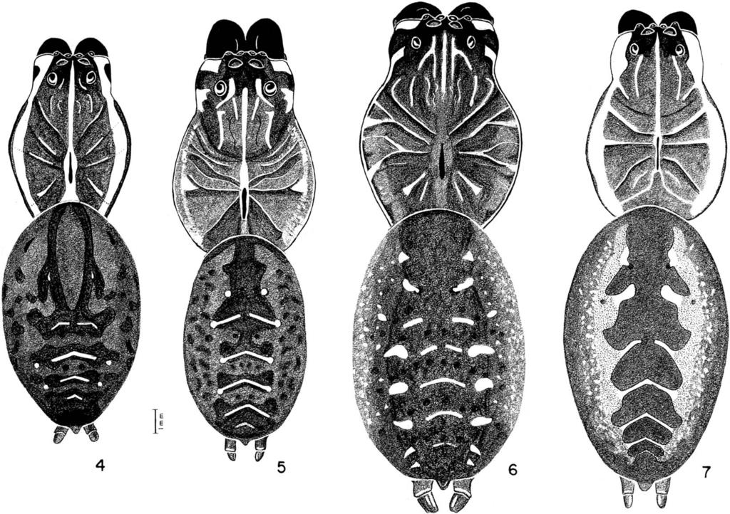 58 THE JOURNAL OF ARACHNOLOGY Figures 4 7. Dorsal view of Sosippus females: 4. S. floridanus from Highlands Hammock State Park, Highlands County, Florida; 5. S. mimus holotype, from Mandeville, Saint Tammany Parish, Louisiana; 6.
