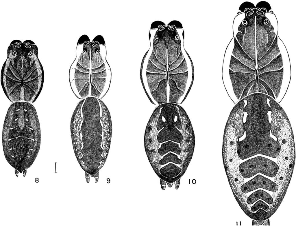 BRADY SOSIPPUS REVISITED 59 Figures 8 11. Dorsal view of Sosippus females: 8. S. plutonus holotype, from Tenango del Valle, Mexico, Mexico; 9. S. mexicanus from Acapulco de Juarez, Guerrero, Mexico; 10.