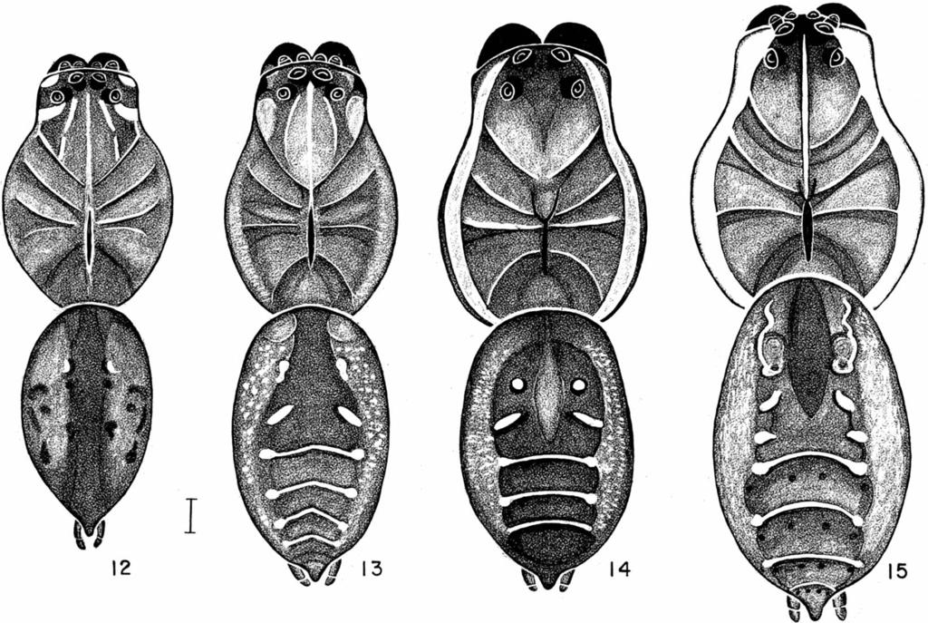 60 THE JOURNAL OF ARACHNOLOGY Figures 12 15. Dorsal view of Sosippus males. 12. S. janus from Welaka Reserve, Welaka, Putnam County, Florida; 13. S. placidus from 9.6 km S.