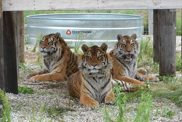 The tigers were taken in at a young age by a couple not willing to see them euthanized because of broken legs.