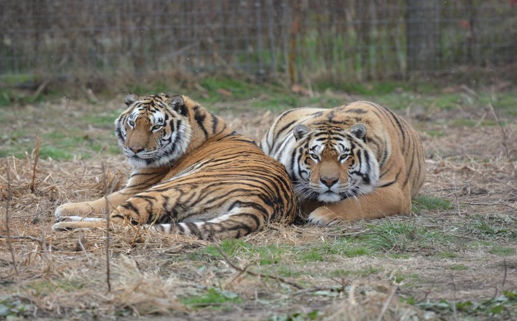 Page 2 Cat Tales, November 2014 TIGERS IN AMERICA MATCHING PROGRAM FOR ENCLOSURES OR RESCUES Who are they: In our last newsletter we introduced you to Tigers in America.