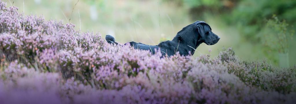 MARCH 2018 20 Introducing The Emblehope & Burngrange Estate Northumberland A Centre of Excellence for Working Dogs This beautiful moorland estate stretches to some 7,550 acres and is ideal for walked