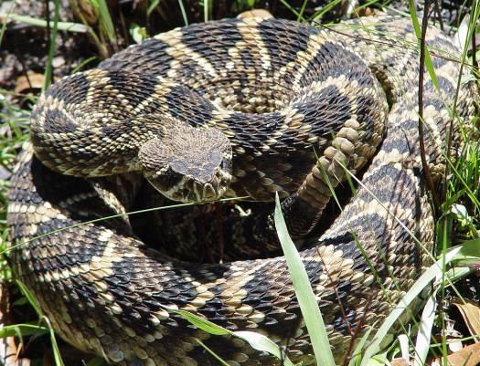 Page 2 CONTRIBUTED ARTICLES Sharing Land with Rattlesnakes Eastern Diamondback Rattlesnake David Steen and Lora Smith Rattlesnakes are arguably among the most recognizable venomous snakes and have a