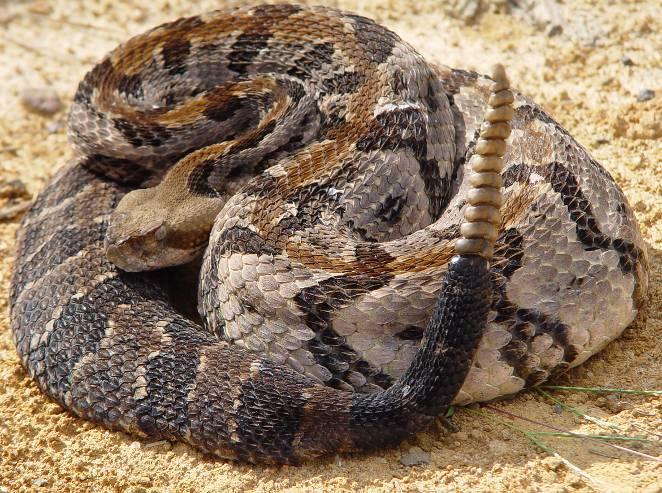 Volume 27, Number 2 Page 3 disturb a rattlesnake because a bite can be dangerous and costly. Are you working outside in habitats that snakes may prefer?