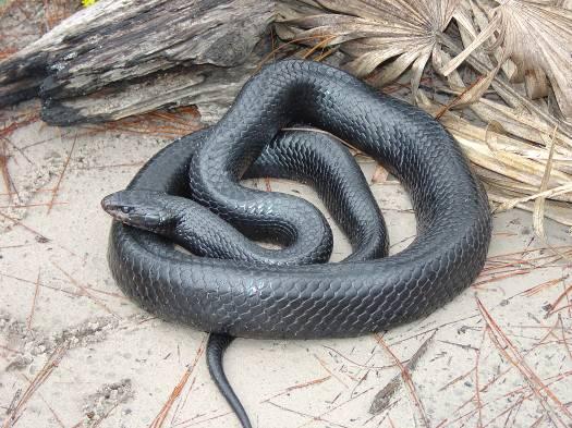 Page 4 GENERAL ANNOUNCEMENTS AND PRESS RELEASES Indigo Snake Location Request Margaret Gunzburger In collaboration with the USFWS, I am conducting a research project evaluating the current status of